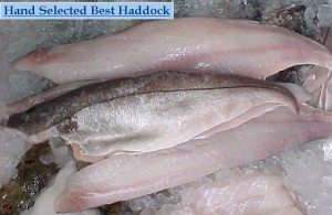haddocks