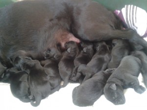 Litter of lab pups