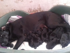 lab puppies for sale in Lincolsnhire