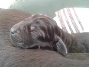 black labrador puppy