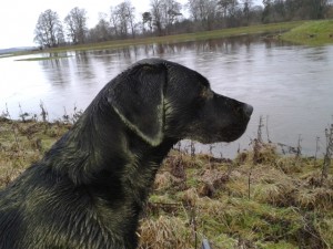 black labrador