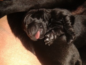 labrador retriever puppy